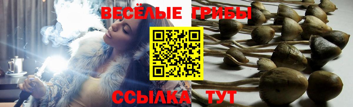 Чебоксары  Псилоцибиновые грибы MAGIC MUSHROOMS  Вход с VPN 